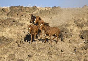 four wild horses standing on the hillside