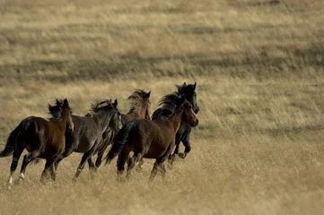 Schilderijen op glas wild horses running in the grass © Randy Harris