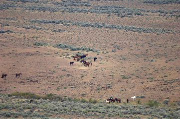 herd of wild horses standing in the praire