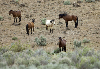 Fototapeta premium wild horses standing on the hillside