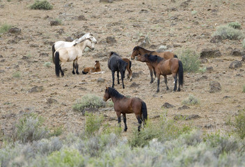 wild horses and young colt