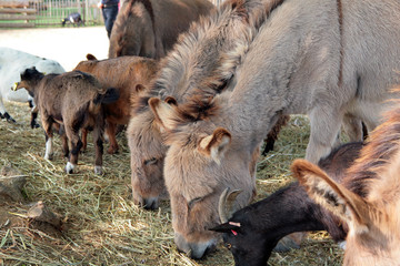 Fototapeta premium animaux de ferme