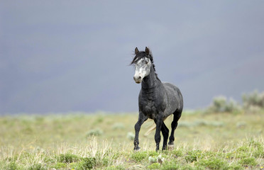 wild horse walking through the grass