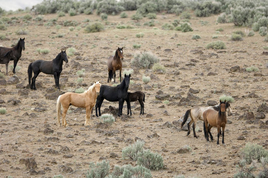 wild horses standing on the hillside