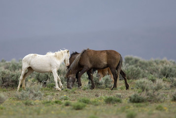 wild horses standing on the praire