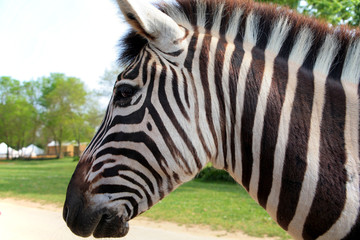 zèbre