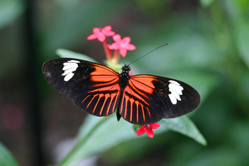 Fototapeta na wymiar niesamowity motyl ze skrzydłami otwarte