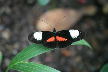 Obraz na płótnie Canvas piękny motyl ze skrzydłami otwarte