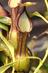 pitcher plant, waiting for it's next meal