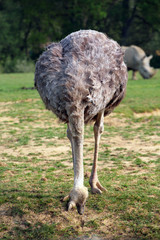 autruche