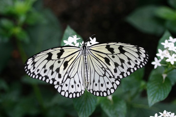 beautiful butterfly with wings open