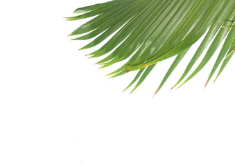 palme verte