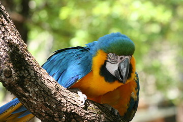 PERROQUET SUR UNE BRANCHE © philippe theret