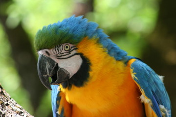 TETE DE PERROQUET © philippe theret