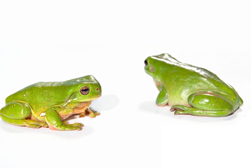 two green tree frogs