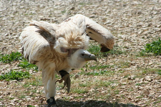 danse du vautour