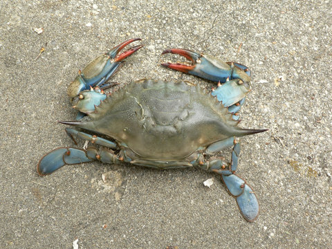 Crab - Blue Crab Overhead View