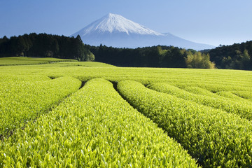 Naklejka premium green tea fields v