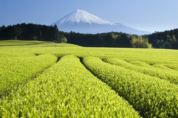 Crédence de cuisine en verre imprimé Japon champs de thé vert v