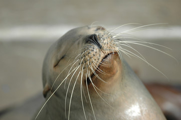 california sea lion