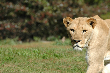 african lion