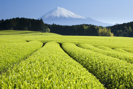 green tea fields v