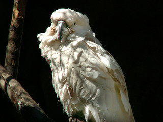parrot © Henryk Olszewski
