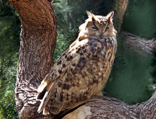 owl