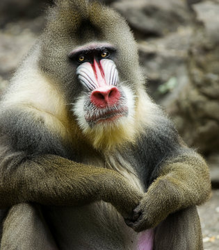 mandrillus sphinx