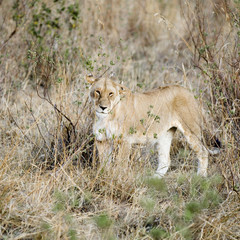 lionne