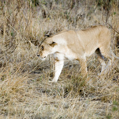 lionne