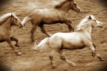 galloping herd of horses