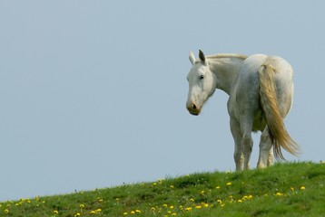 white horse standing on the horizon