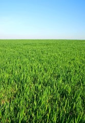green grass on horzon with blue skygreen grass on horzon wit