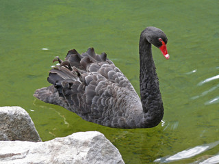 Obraz premium schwarzer schwan