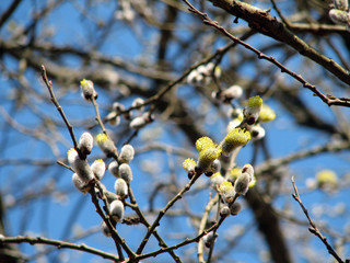 hazel flowering