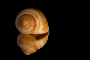 snail shell