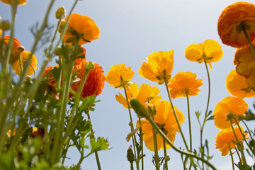 Obraz premium asiatic ranunculus flowers