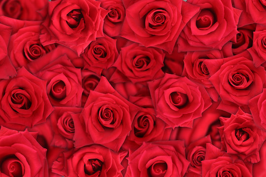 rose background