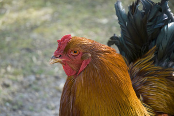 brahma rooster