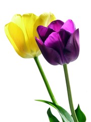 two lovely tulips