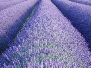 Gardinen Lavendel © christian rycx