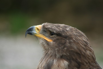 steppenadler-porträt