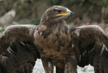 steppenadler, startklar