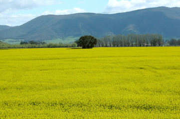 canola field