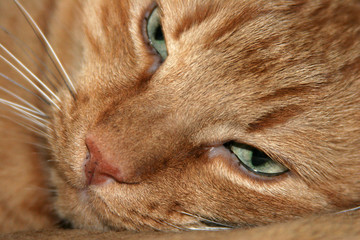 kat