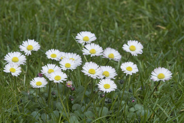 tausendsch&ouml;nchen