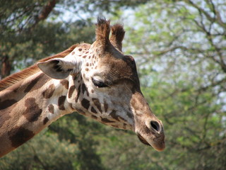 giraffe