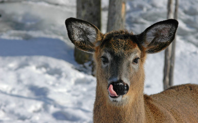 winter deer