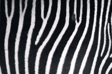 Fototapeta na wymiar Zebra tekstury